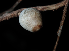 Doratifera vulnerans