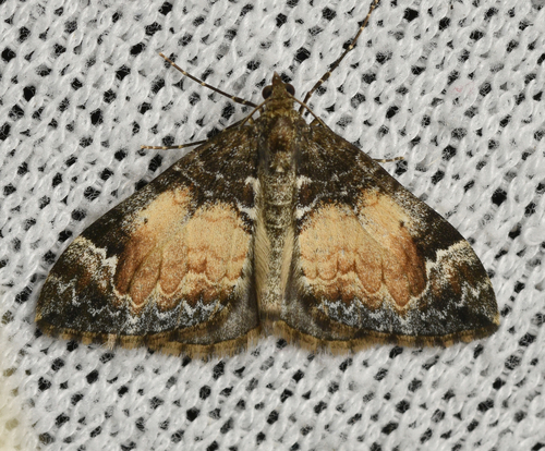 Marbled Carpet Moth