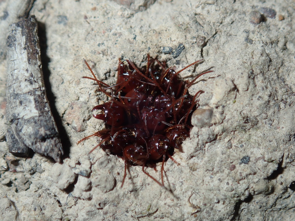 Southern Meat Ant