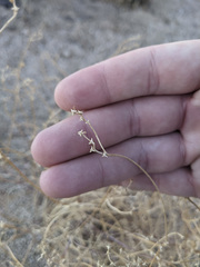 Stillingia linearifolia