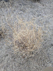 Stillingia linearifolia