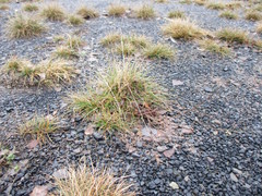 Corynephorus canescens