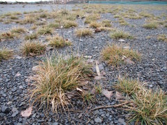 Corynephorus canescens