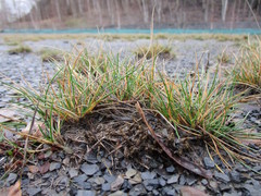 Corynephorus canescens