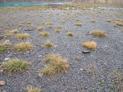 Corynephorus canescens