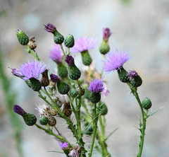 Cirsium creticum