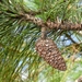 Hispaniolan Pine - Photo (c) Joey Santore, some rights reserved (CC BY-NC), uploaded by Joey Santore