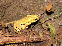 Incilius leucomyos