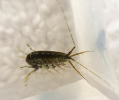 Ampithoe lacertosa