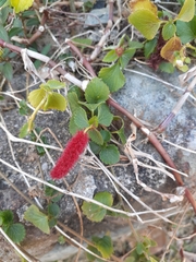 Acalypha pendula
