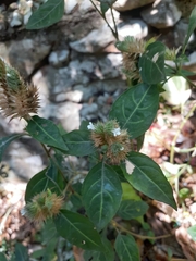 Lepidagathis incurva