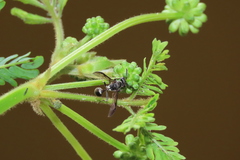 Polybia plebeja