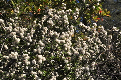 Ceanothus ferrisiae