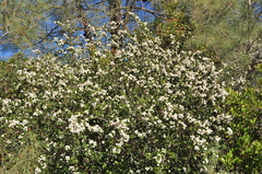 Ceanothus ferrisiae