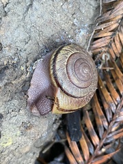 Helminthoglypta exarata