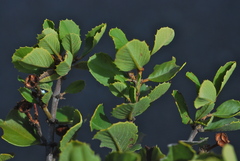 Ceanothus ferrisiae