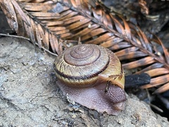 Helminthoglypta exarata