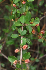 Ceanothus ferrisiae