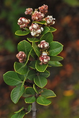 Ceanothus ferrisiae