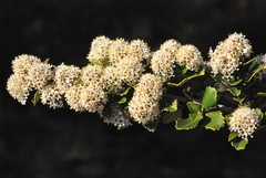 Ceanothus ferrisiae