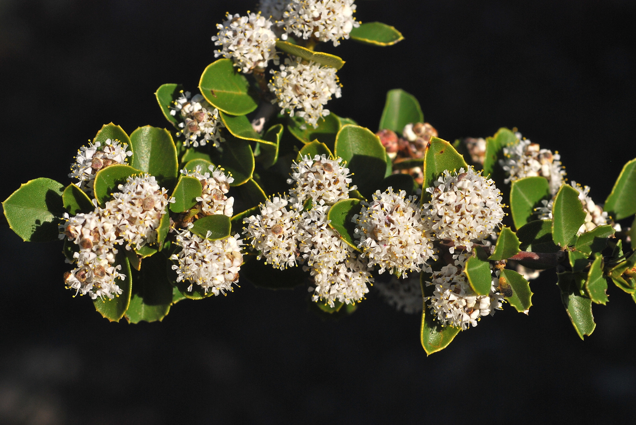 Ceanothus ferrisiae