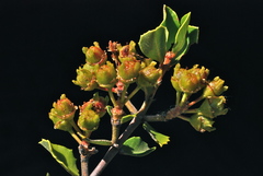 Ceanothus ferrisiae