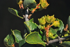 Ceanothus ferrisiae