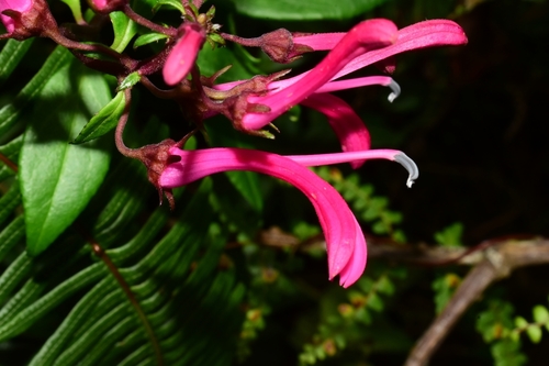 Lobelia rotundifolia
