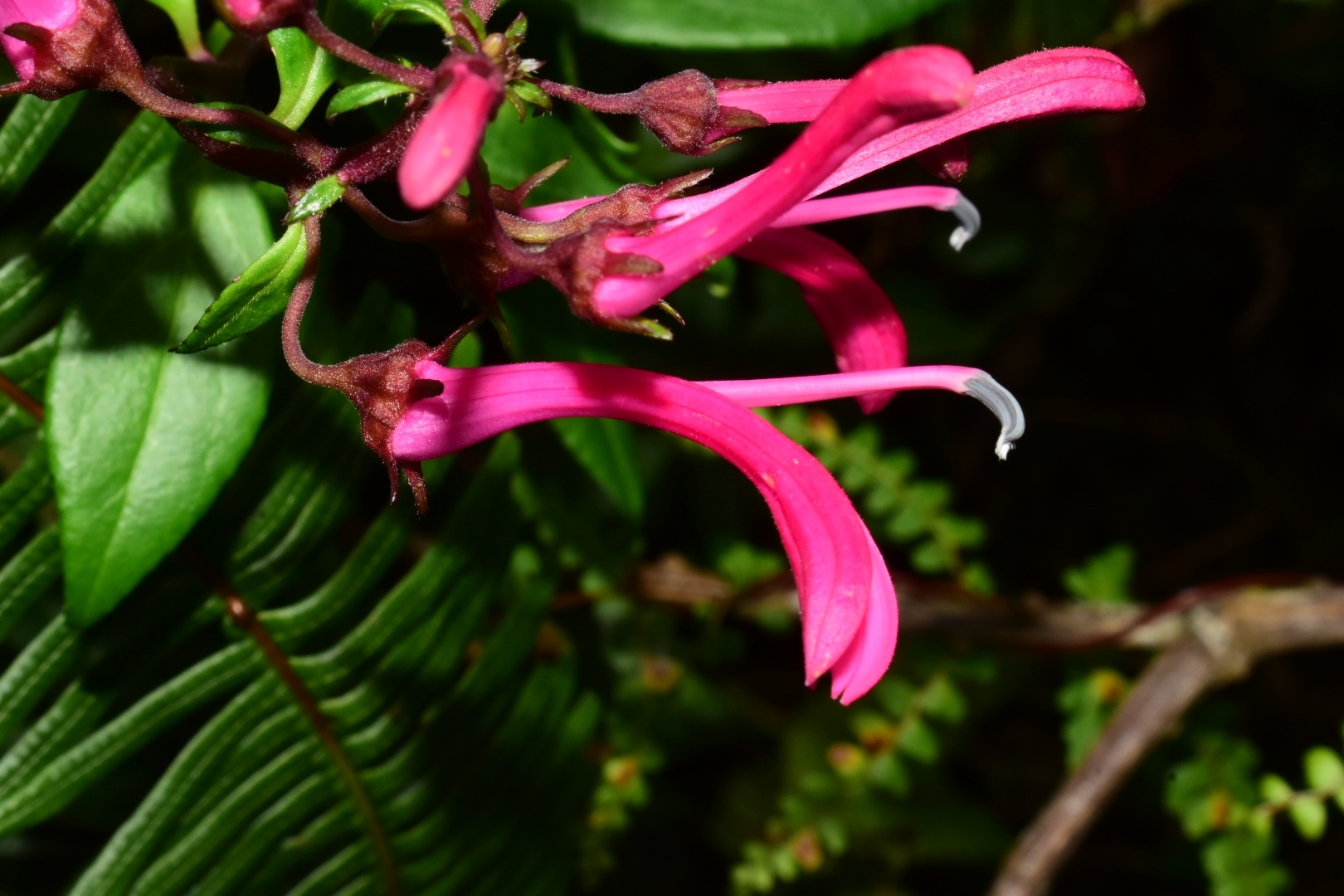 Lobelia rotundifolia