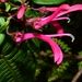 Lobelia rotundifolia - Photo (c) Joey Santore, alguns direitos reservados (CC BY-NC), uploaded by Joey Santore