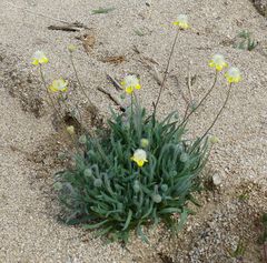 Platystemon californicus