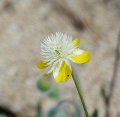 Platystemon californicus