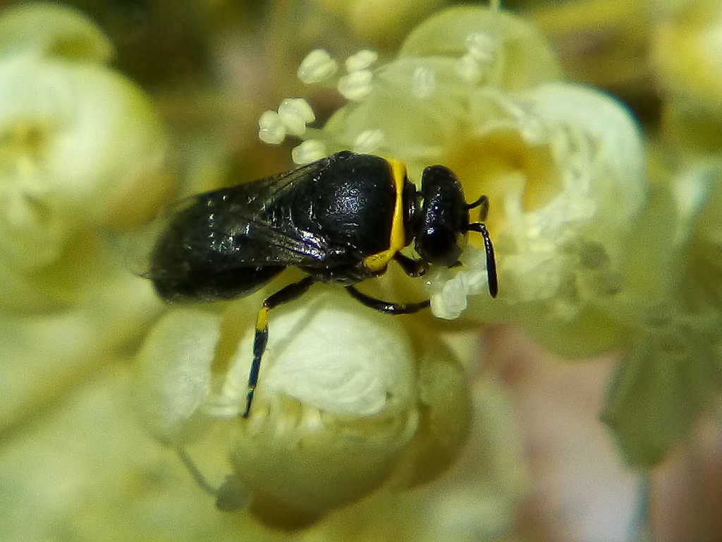 Yellow-collared Masked Bee