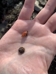 Amphissa versicolor