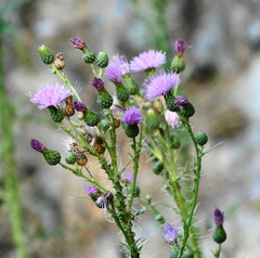 Cirsium creticum