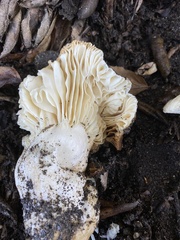 Russula basifurcata