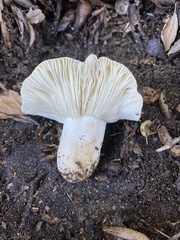 Russula basifurcata