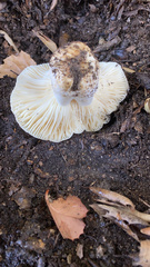 Russula basifurcata