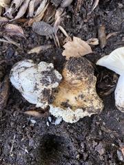 Russula basifurcata
