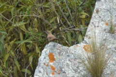 Tarphonomus certhioides