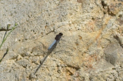 Erythrodiplax atroterminata