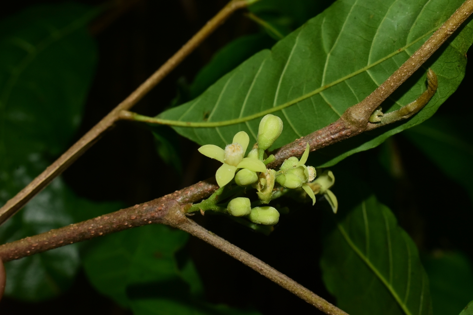 Trichilia pallida