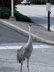 Grus canadensis image