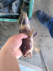 Paralabrax nebulifer