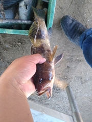 Paralabrax nebulifer