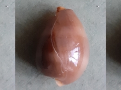 Lyncina