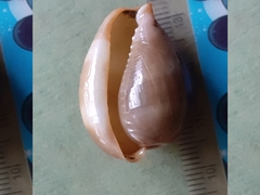 Lyncina