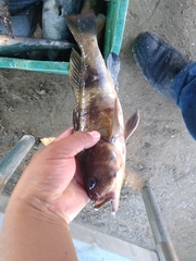 Paralabrax nebulifer