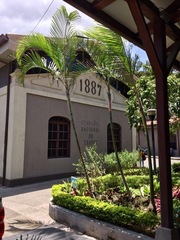 Arecaceae