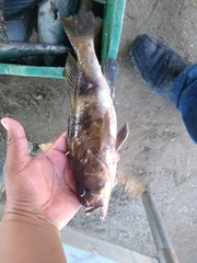 Paralabrax nebulifer